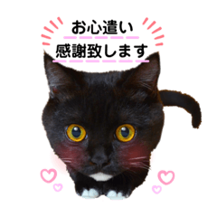 [LINEスタンプ] 猫♡使える敬語 他