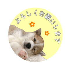 [LINEスタンプ] 豆柴きなこちゃん♡