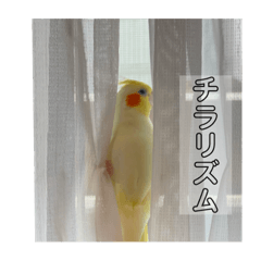 [LINEスタンプ] うちの可愛い鳥さんスタンプ