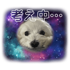 [LINEスタンプ] 毎日使えるマルチーズのスタンプ