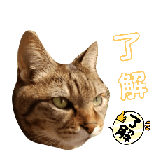 [LINEスタンプ] にゃいとメタルの一言スタンプ〜