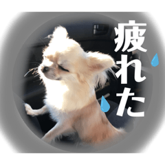 [LINEスタンプ] チワワのチーくんスタンプ①