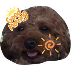[LINEスタンプ] 可愛いーーーーーーーーーーまるちゃん