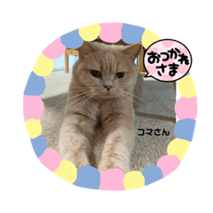 [LINEスタンプ] シロコマ