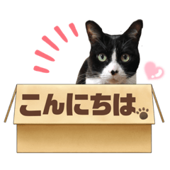 [LINEスタンプ] 敬語が話せるハチワレ猫 くぅちゃん