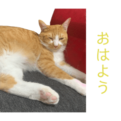 [LINEスタンプ] うちの3匹の天使たち