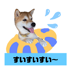 [LINEスタンプ] 柴犬花ちゃん、ゆる〜く生きてます