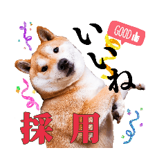 [LINEスタンプ] 柴犬 うちの佑くん。④