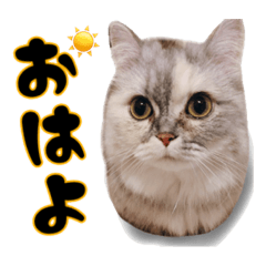 [LINEスタンプ] 激カワ短足モナちゃん