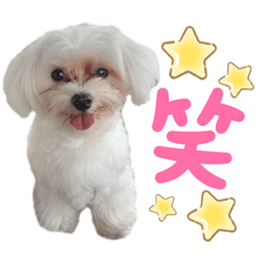 [LINEスタンプ] 愛犬ジルちゃん！③