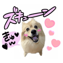 [LINEスタンプ] デカ文字③！ポメラニアン達と黒猫