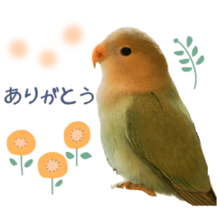 [LINEスタンプ] コザクラインコ シーグリーンの茶々くん