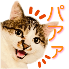 [LINEスタンプ] ぶさ猫 ムギくん3