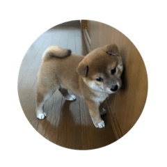 [LINEスタンプ] 柴犬小春ちゃん 小春日和♡