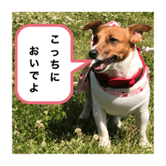 [LINEスタンプ] ジャックラッセル アリス