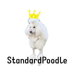 [LINEスタンプ] StandardPoodle Wataame 2