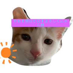 [LINEスタンプ] 子猫のひろくん