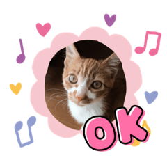 [LINEスタンプ] みーちゃんスタンプ(基本1)