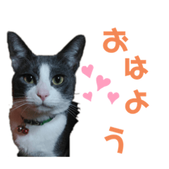 [LINEスタンプ] おぷちゃで使えるスタンプ(ペット編)1