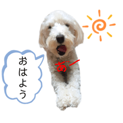 [LINEスタンプ] トイプードル✖️マルチーズmix犬の日常会話