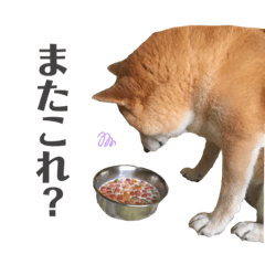 [LINEスタンプ] 我が家の柴わんこ3.