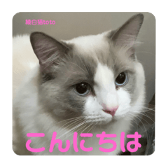 [LINEスタンプ] 綾白猫totoミミちゃんラグドール