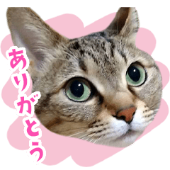 [LINEスタンプ] おっぽ@猫写真スタンプ「きなこ」