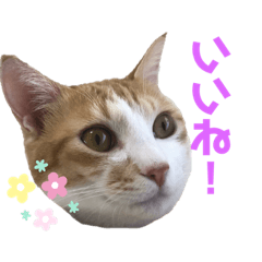 [LINEスタンプ] マガリシッポのスタンプ2