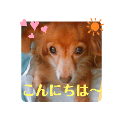 [LINEスタンプ] チワックスのクッキーちゃんスタンプVer.6