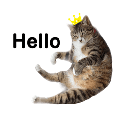 [LINEスタンプ] ねこのいる生活②