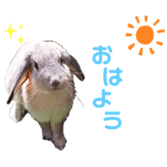 [LINEスタンプ] うさぎのこいも。