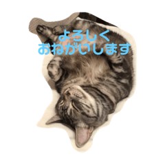 [LINEスタンプ] 猫がいる日々