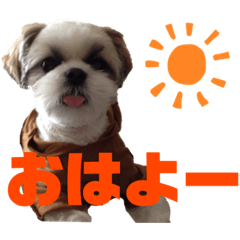 [LINEスタンプ] シーズー犬 パンナ3