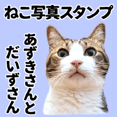 [LINEスタンプ] ねこ写真スタンプ あずきさんとだいずさん4