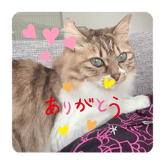 [LINEスタンプ] ねこと生活( キョンとねこ)