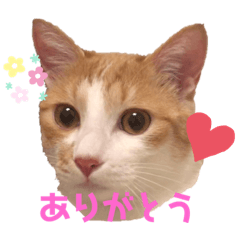 [LINEスタンプ] マガリシッポのスタンプ
