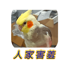 [LINEスタンプ] ペットオカメインコ：リトルトマトの日常