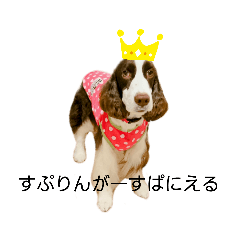 [LINEスタンプ] EnglishSpringerSpaniel WOODS 4