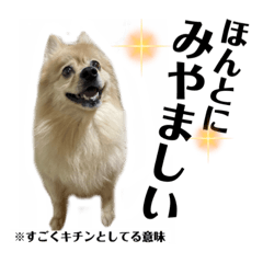 [LINEスタンプ] 飯田弁！巨大ポメと黒猫、イラスト付き
