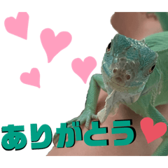 [LINEスタンプ] ブルーイグアナのベイちゃん②