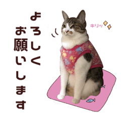 [LINEスタンプ] 癒されにゃんこ2