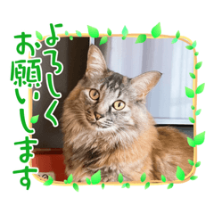 [LINEスタンプ] だるたんの日常6