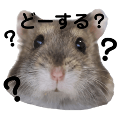 [LINEスタンプ] めめちゃんスタンプ④