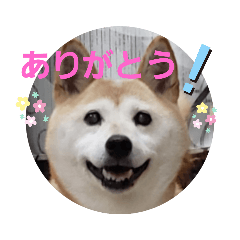 [LINEスタンプ] さくらと一緒 3