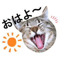 [LINEスタンプ] きなことくろこのまいにちの画像（メイン）