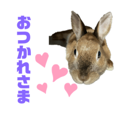 [LINEスタンプ] おぷちゃで使えるスタンプ(ペット編)2