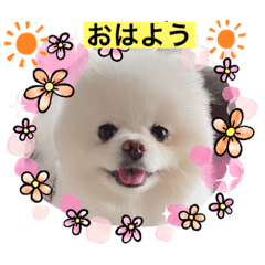 [LINEスタンプ] ポメラニアン埼玉まるちゃん5