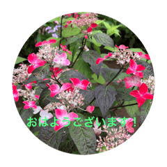 [LINEスタンプ] kinko-photo10