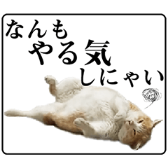 [LINEスタンプ] 野良猫のぽちゃ