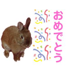 [LINEスタンプ] おぷちゃで使えるスタンプ(ペット編)3